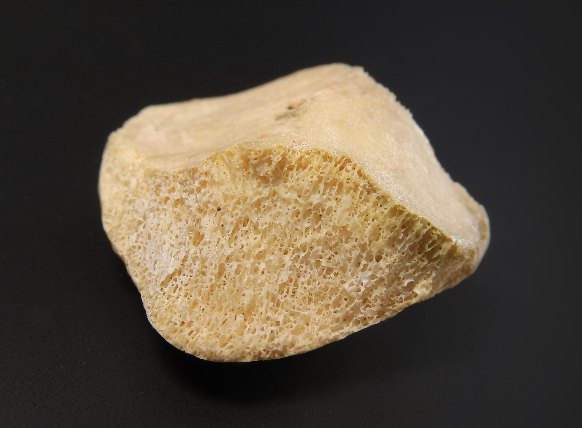 Growing Bone in the Lab