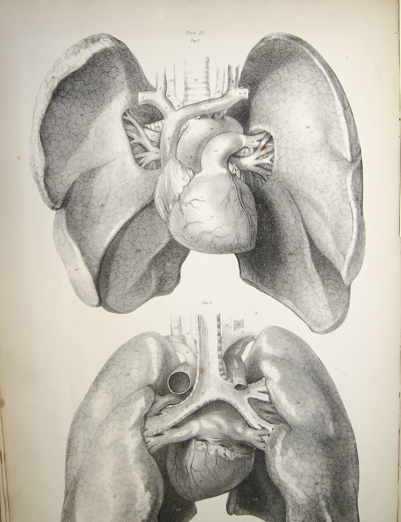 Engraving of the heart and lungs from an old anatomy atlas