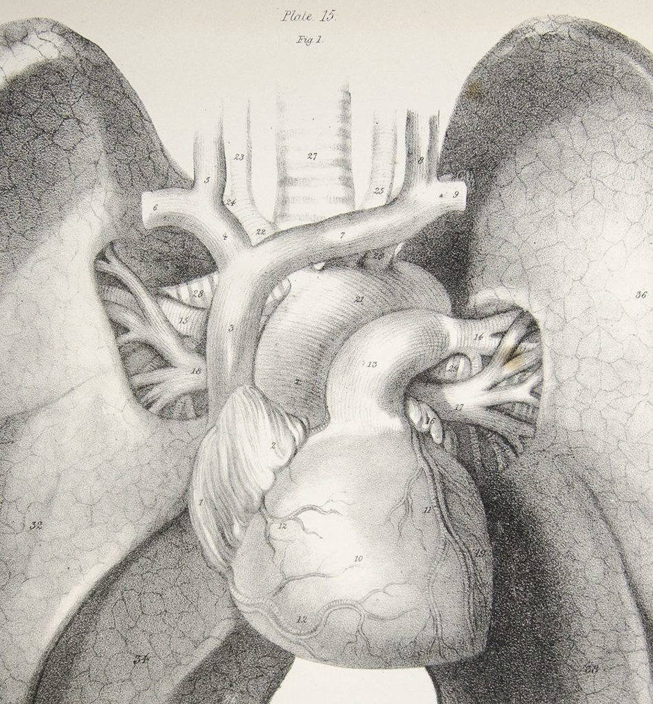 Engineering Heart Tissue