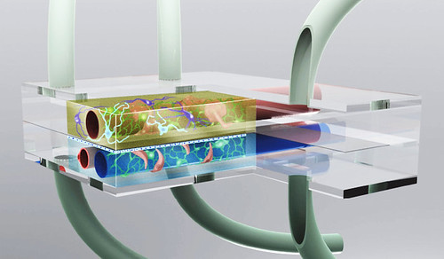 Rendering of a microfluidic organ-on-a-chip device