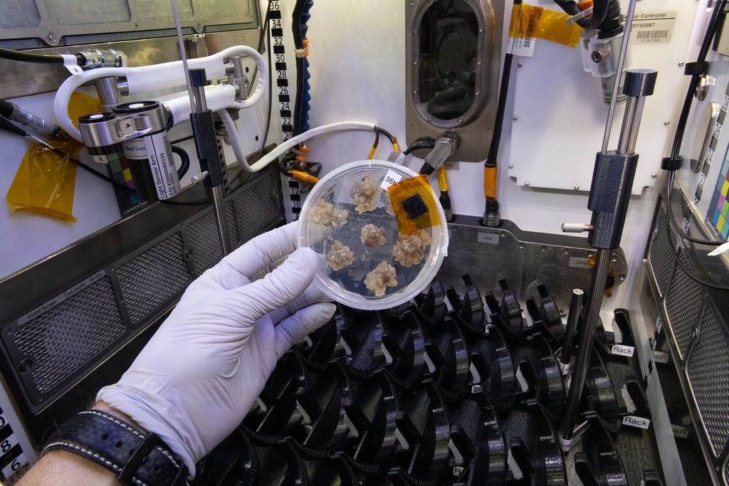 Culture plate being inspected in a laboratory glovebox